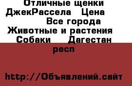 Отличные щенки ДжекРассела › Цена ­ 50 000 - Все города Животные и растения » Собаки   . Дагестан респ.